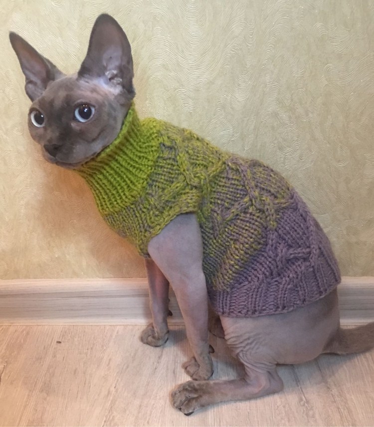 Одежда для кошек