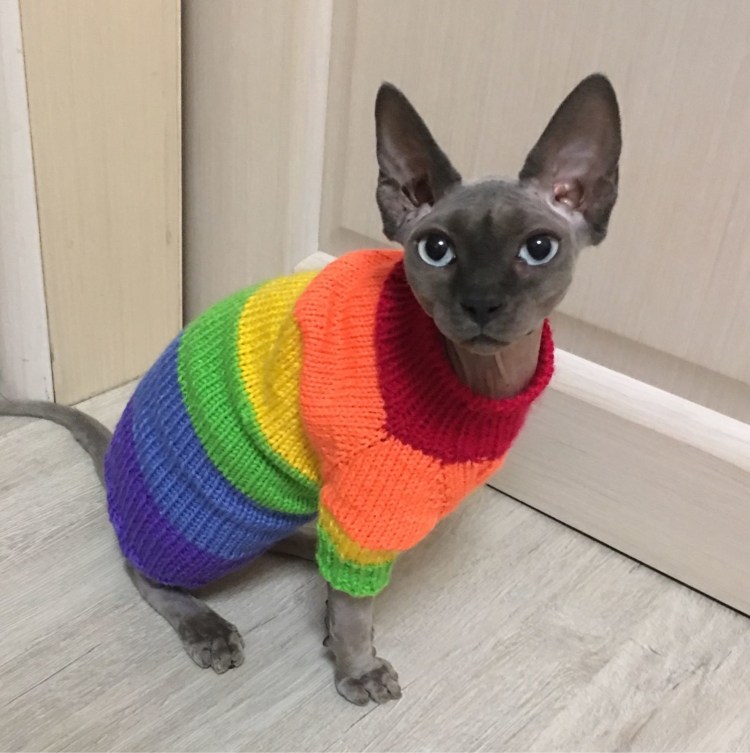 Вязаная одежда для кошек сфинксов