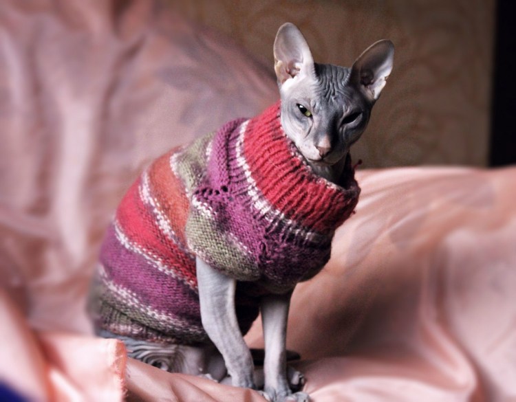 Кот в свитере