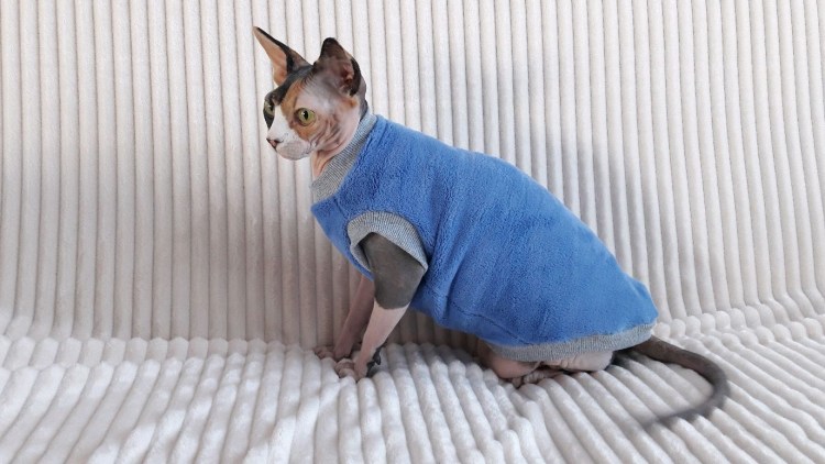 Кошечки в кофточке