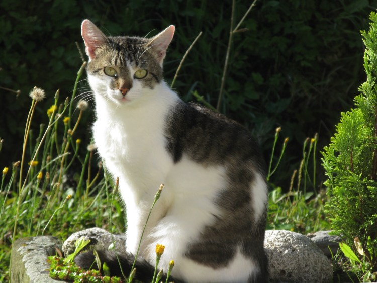 Турецкая Анатолийская кошка