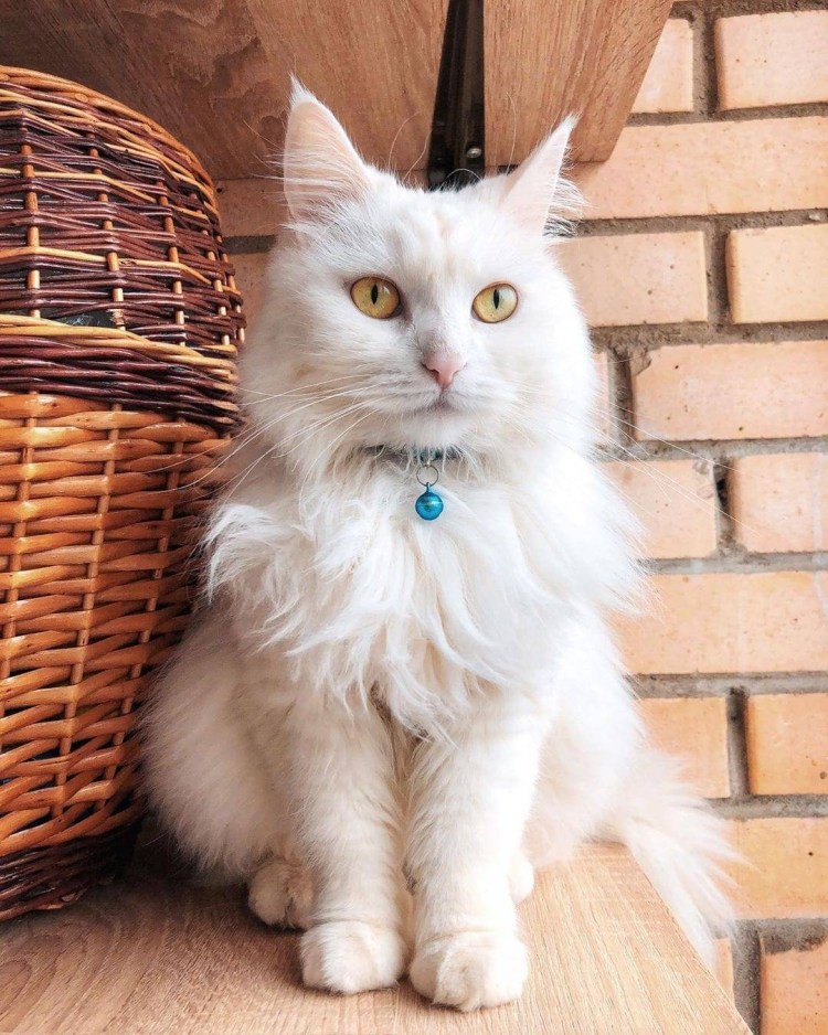 Шотландская вислоухая кошка