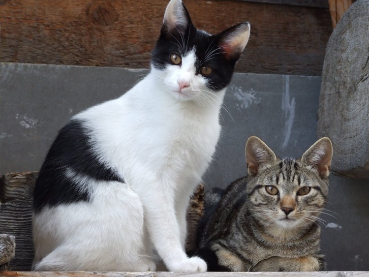 Высокогорная кошка порода