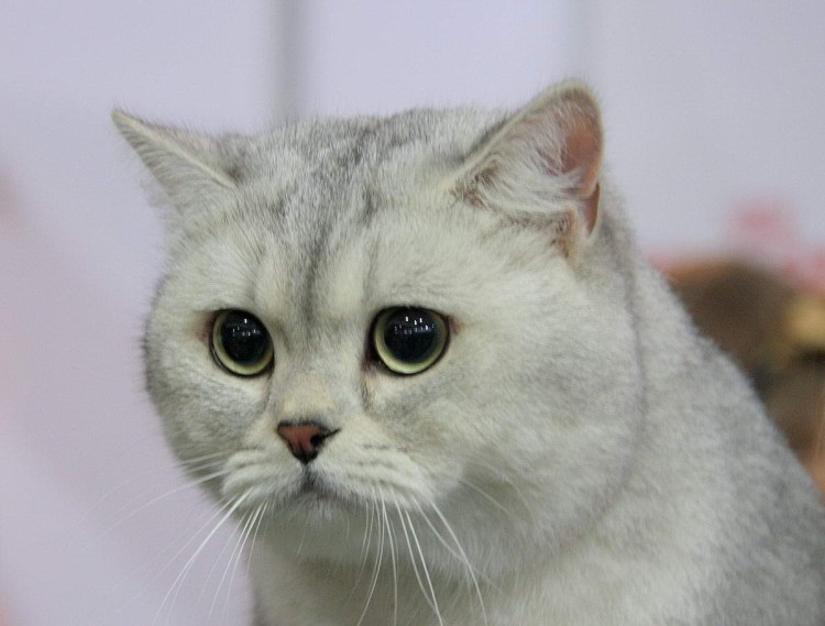 Швейцарский кот