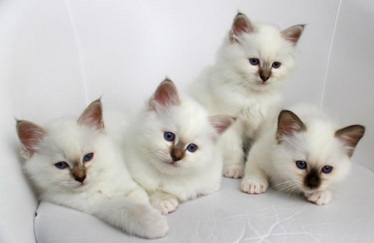 Скоттиш фолд Браун табби