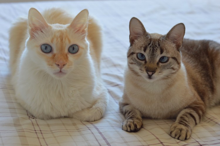 Шотландская вислоухая ошка