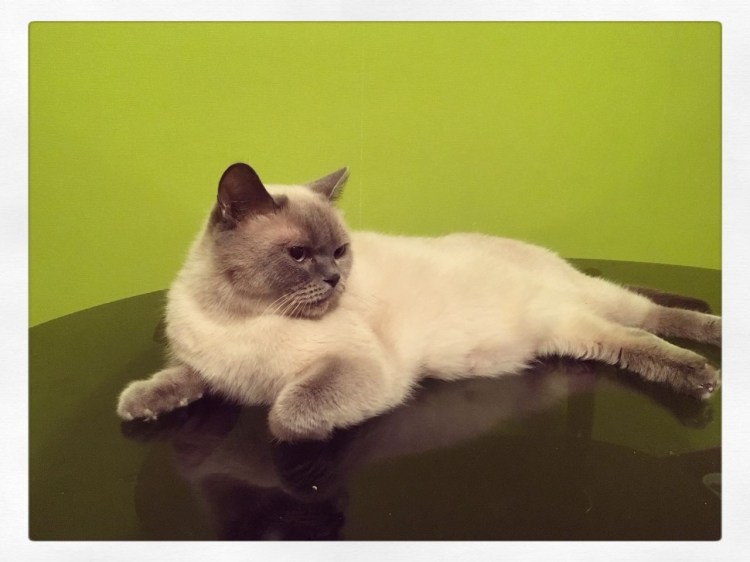 Шотландские котята прямоухие сиамские