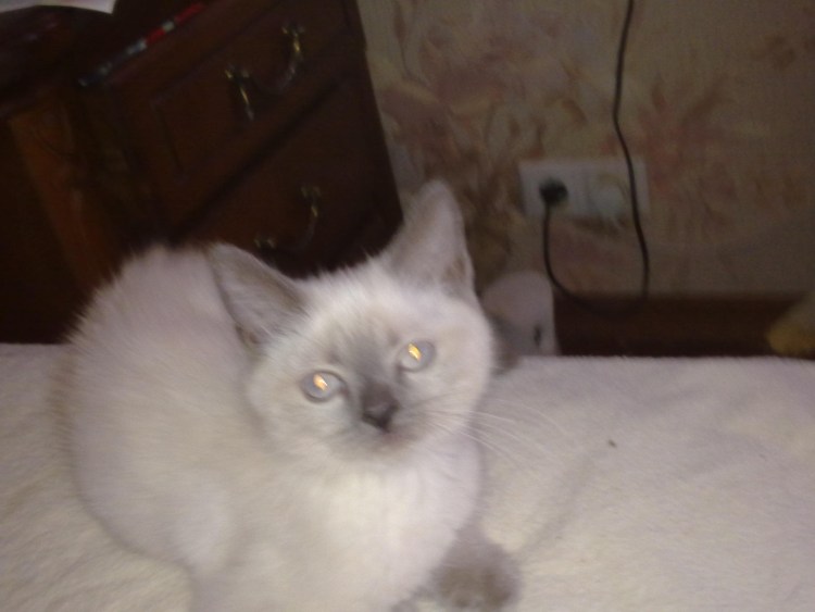 Метис сиамка и бенгал