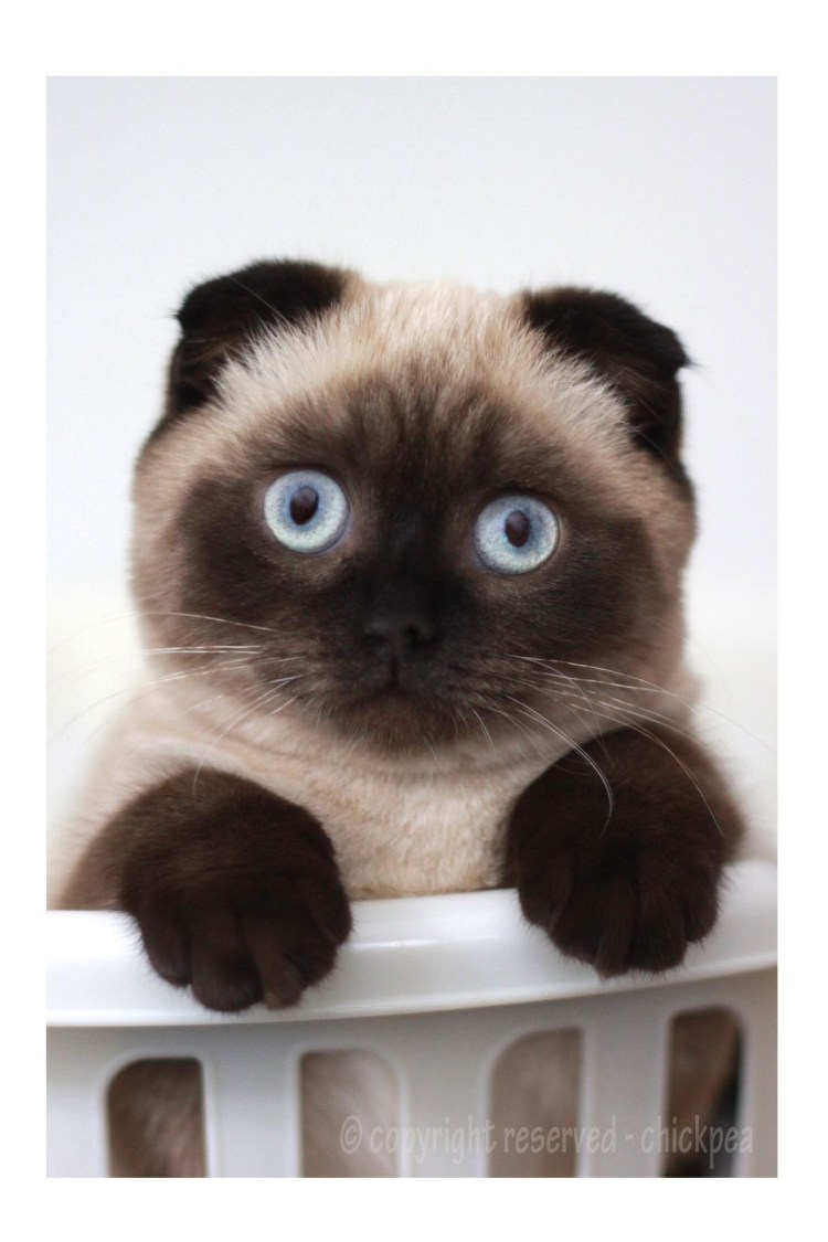 Сиамская вислоухая кошка