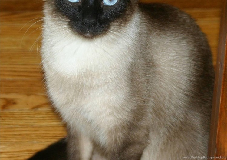 Сиамские вислоухие котята