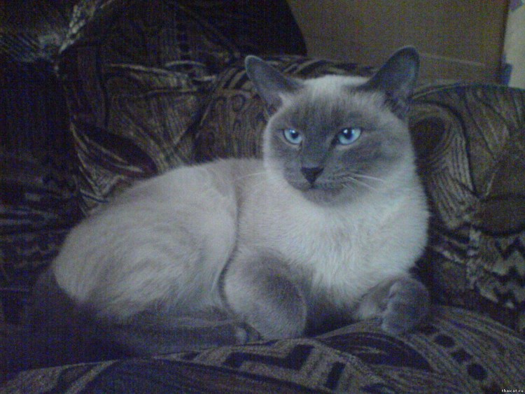 Сиамская вислоухая кошка
