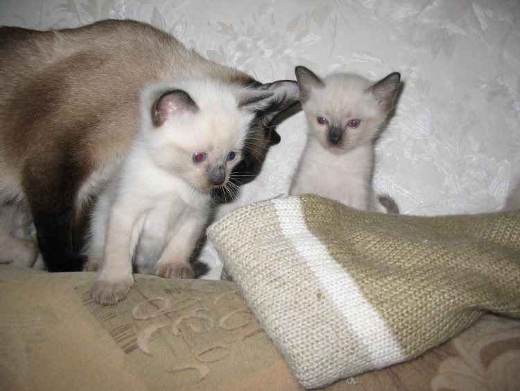 Бритая Сиамская кошка