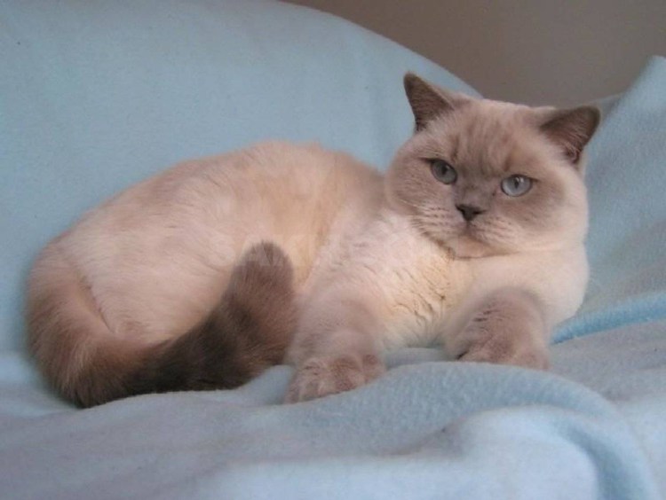 Шотландская вислоухая Сиамская кошка