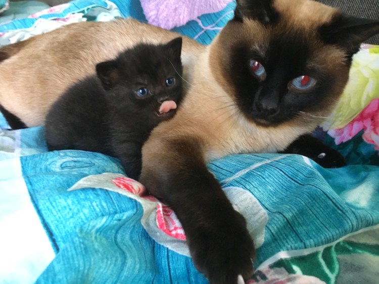 Котёнок смесь британец сиамской