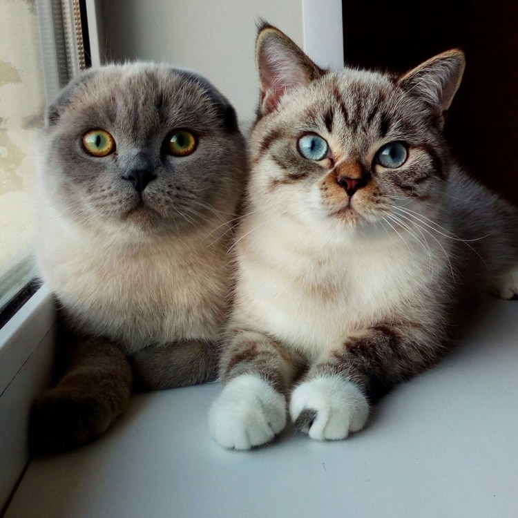 Сиамская вислоухая кошка