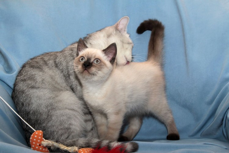 Сиамские вислоухие котята