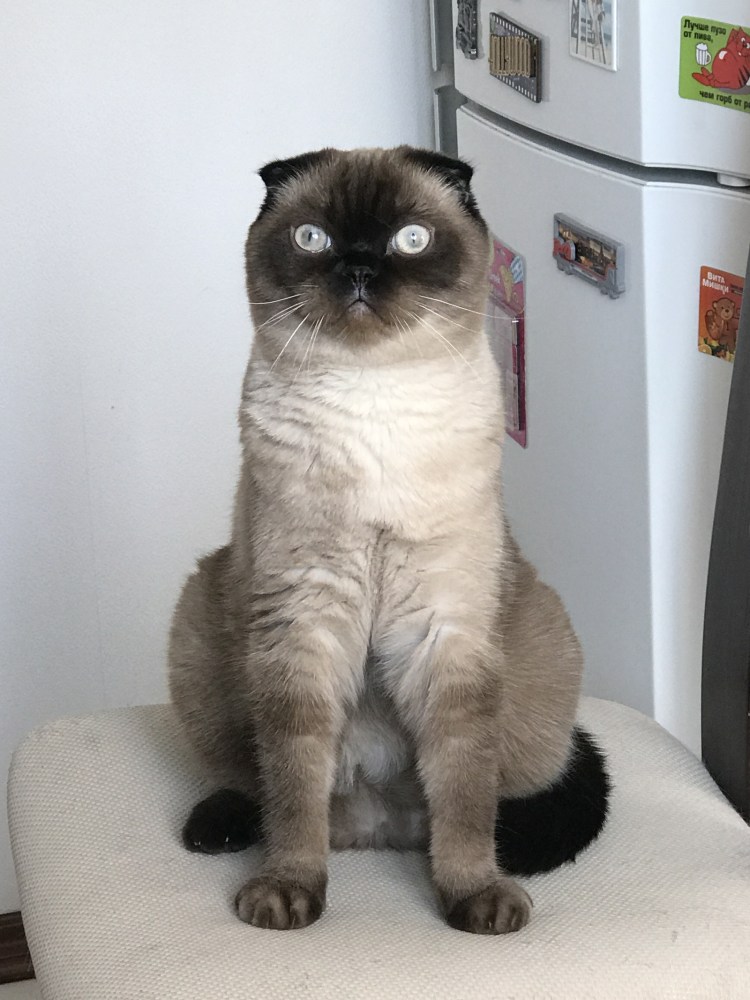 Шотландская Сиамская