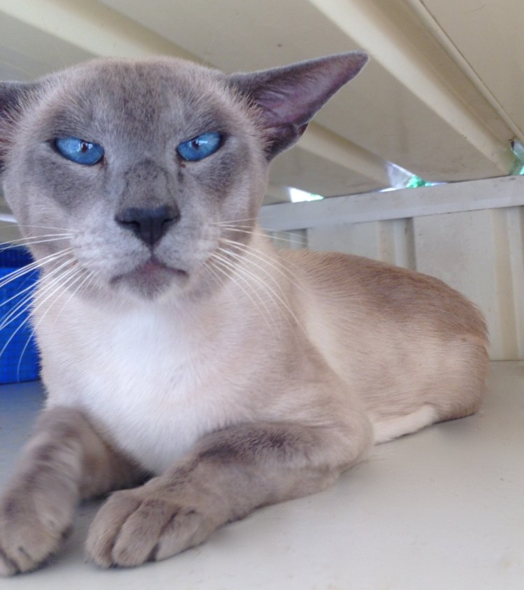 Шотландская колор Пойнт прямоухая