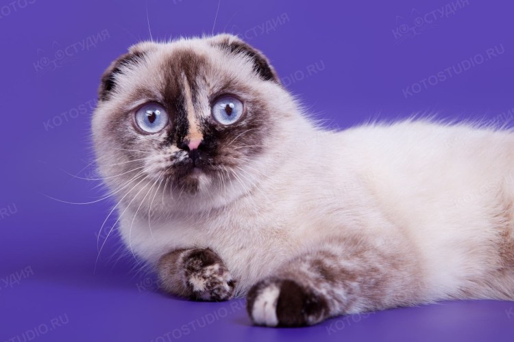 Сиамская кошка смешанная