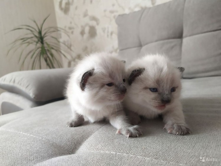 Сиамские персидские котята