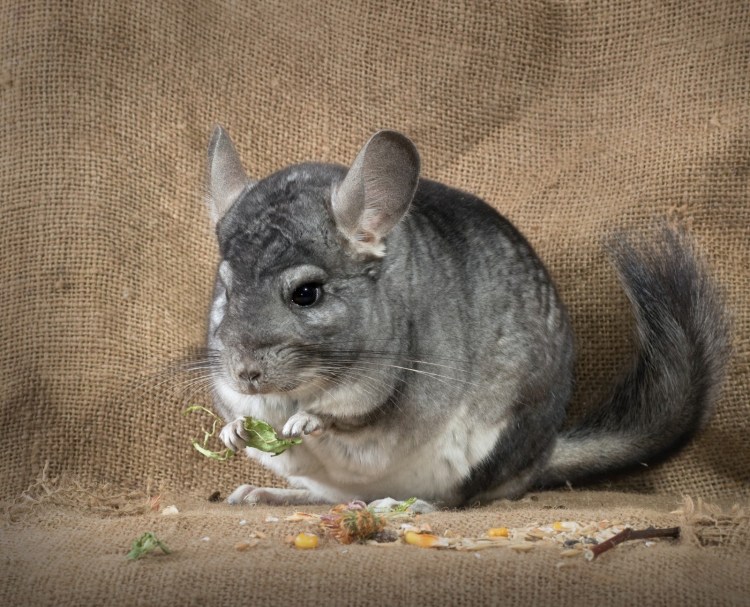 Тикированный волос