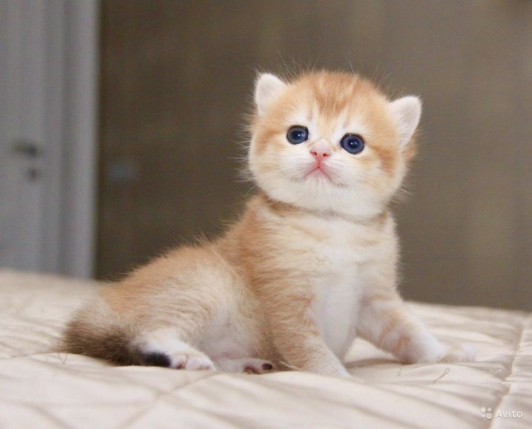 Британская Золотая шиншилла