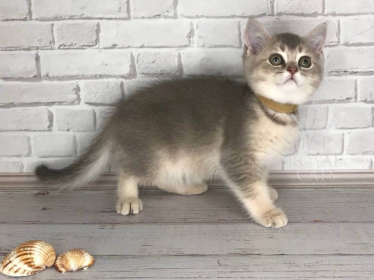 Британская Королевская шиншилла