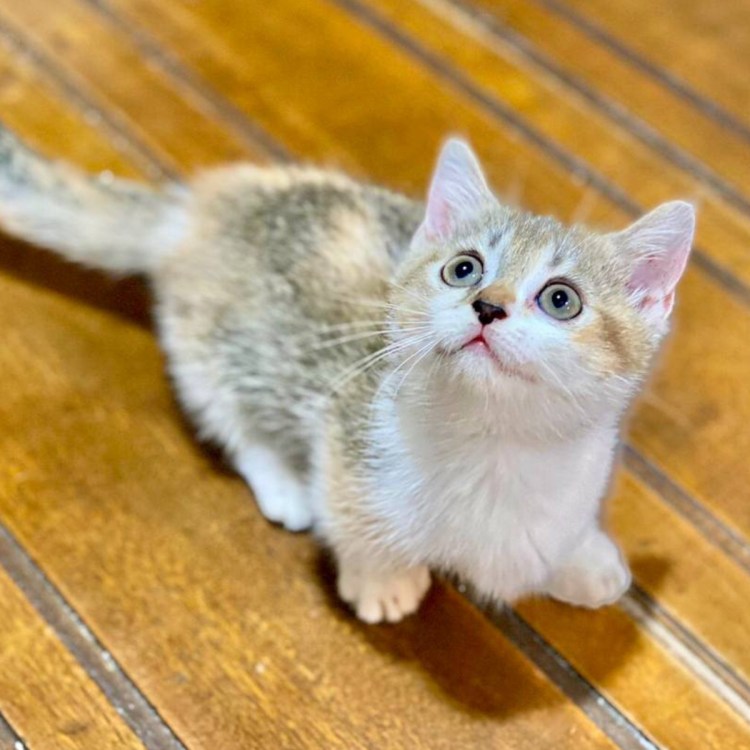 Британская Золотая затушеванная шиншилла