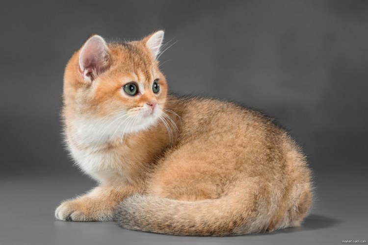 Скоттиш страйт Хосико