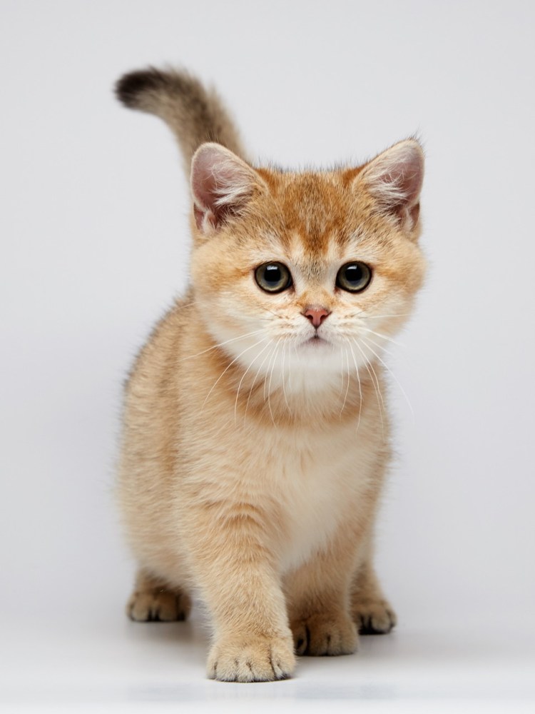 Британская Золотая шиншилла