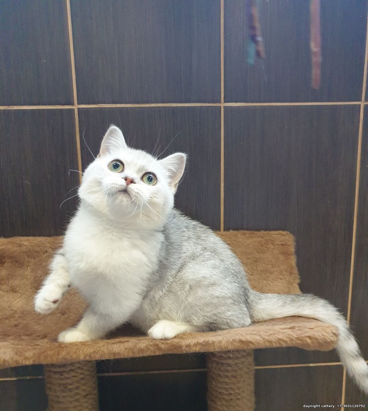 Манчкин Золотая шиншилла