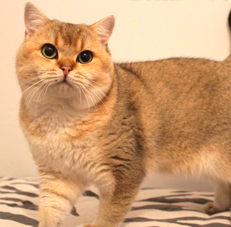 Британская шиншилла черепаховая