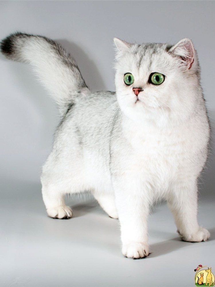 Британская Золотая шиншилла Манчкин