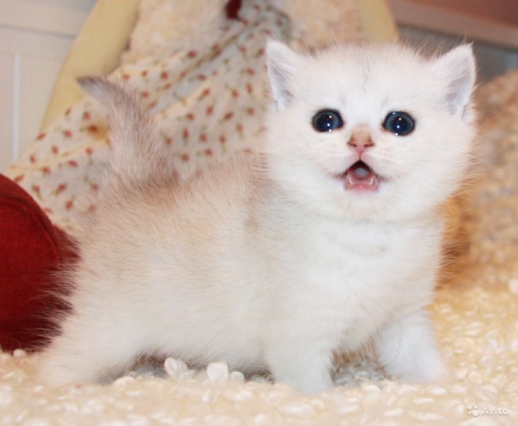 Манчкин кошка серебристая шиншилла