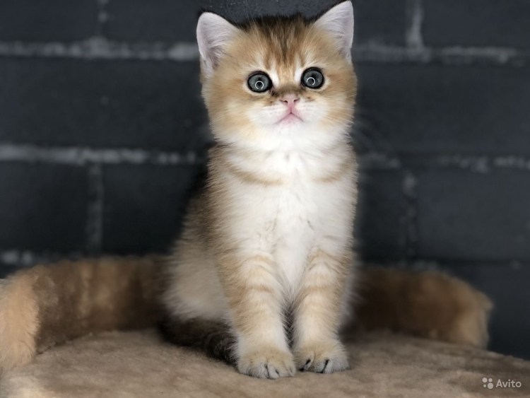 Скоттиш фолд Золотая шиншилла