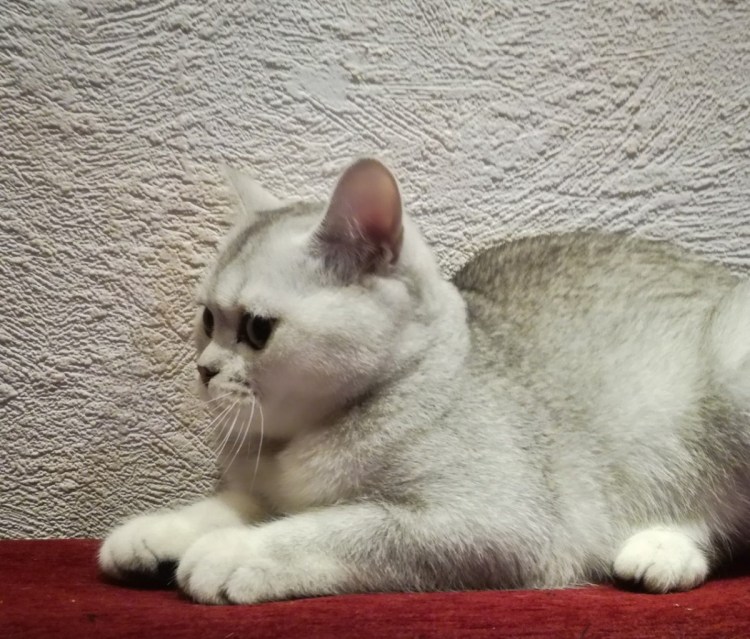 Шотландская прямоухая шиншилла серебристая