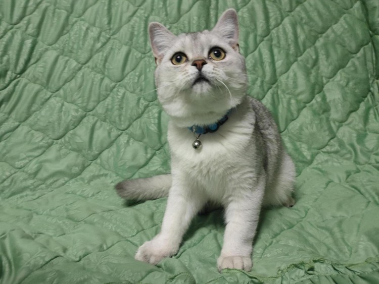 Шотландская прямоухая кошка белая