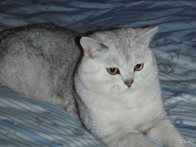 Скоттиш страйт серебристый