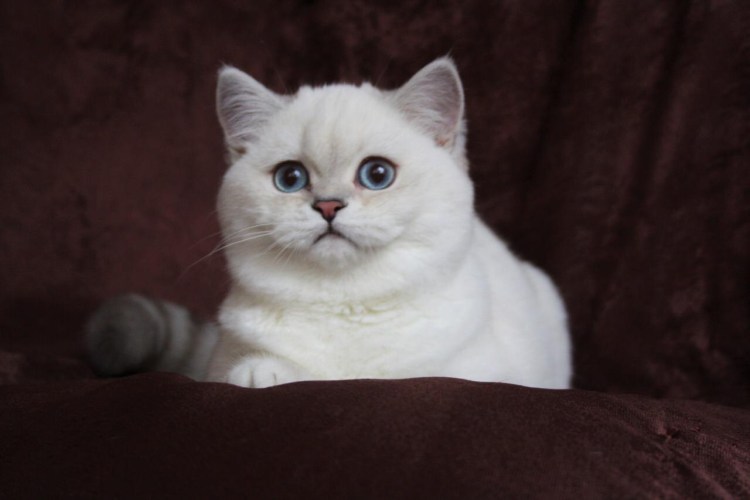 Скоттиш страйт серебристая шиншилла