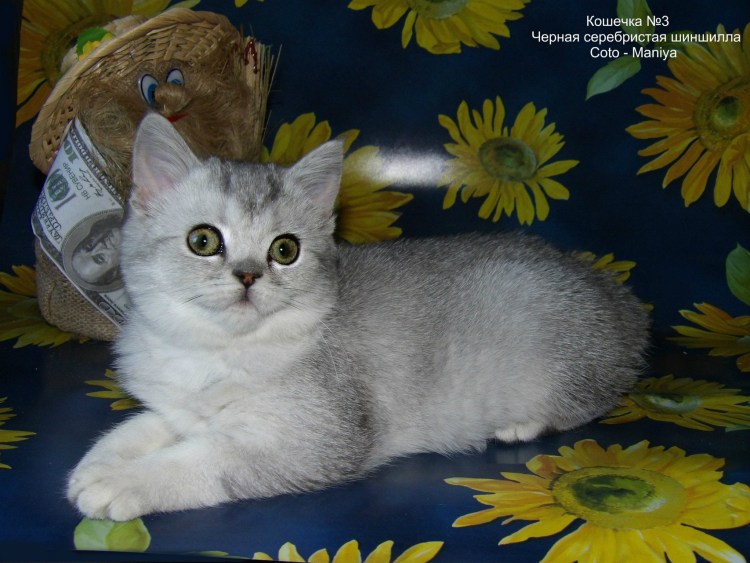 Шотландская прямоухая серебристая шиншилла хайленд