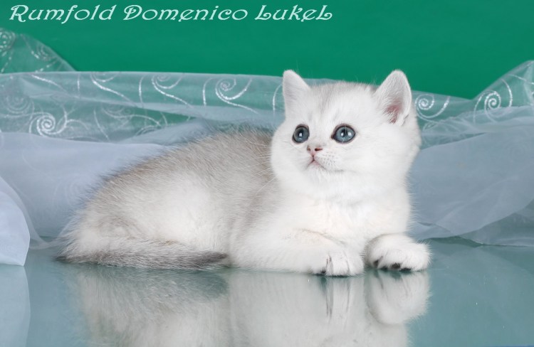 Шиншилловые котята прямоухие