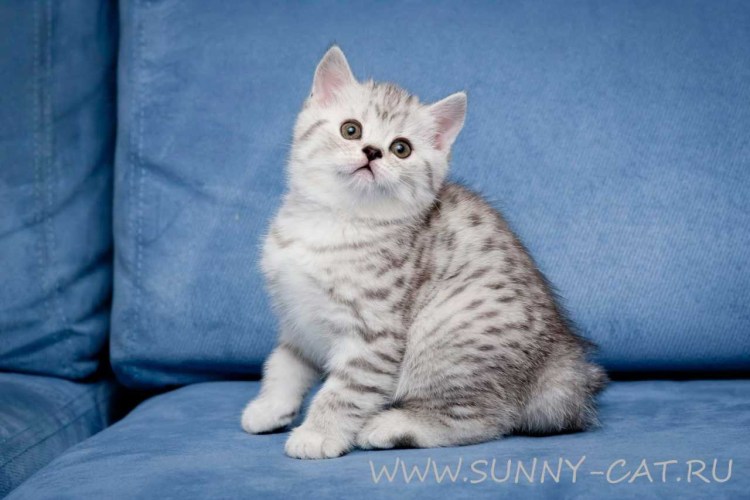 Британская прямоухая шиншилла