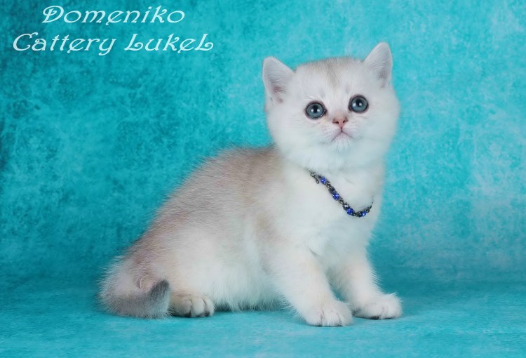 Шотландская скоттиш страйт шиншилла