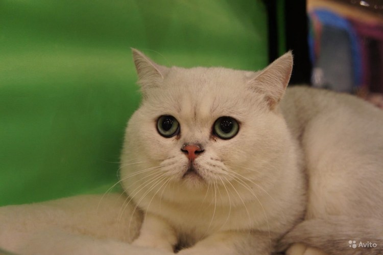 Британец серый полосатый прямоухий