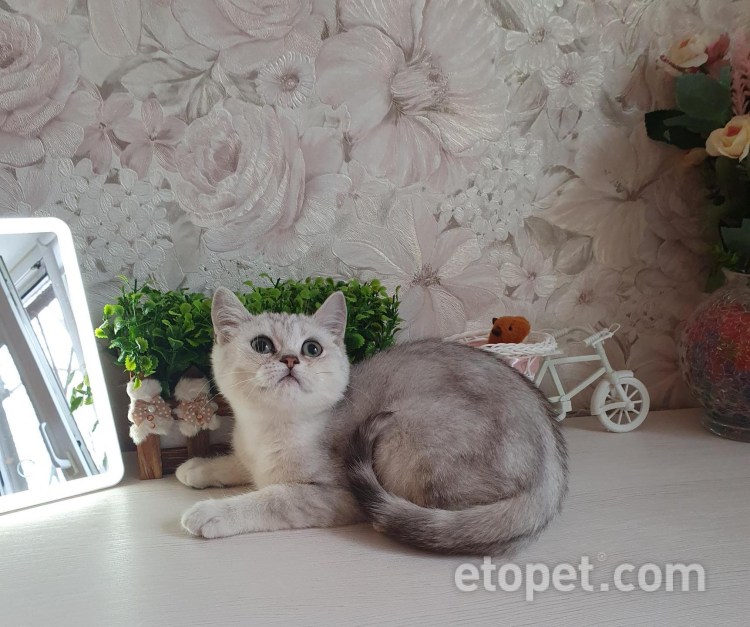 Шотландская Золотая тикированная шиншилла