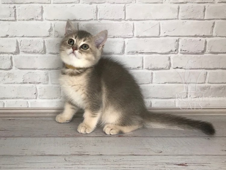 Серебристая шиншилла прямоухая