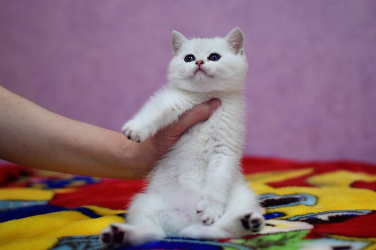 Скоттиш страйт голубая шиншилла