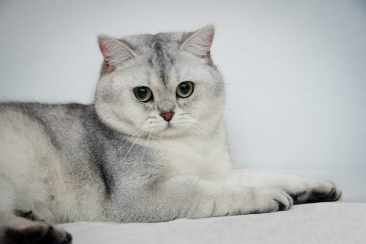 Шотландская прямоухая кошка цвет шиншилла