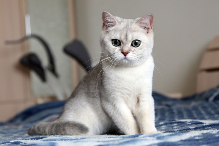 Шотландская кошка прямоухая Золотая шиншилла