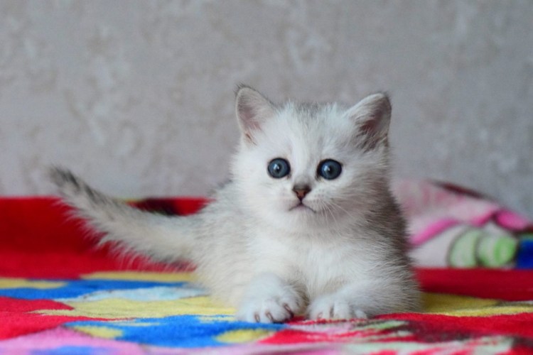 Котята Шотландская шиншилла прямоухая